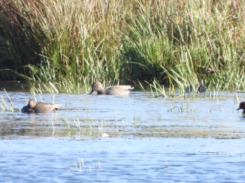 Gadwall