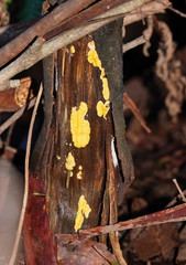 Trichoderma victoriense