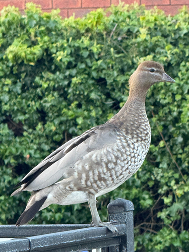 Australian Wood Duck