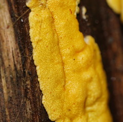 Trichoderma victoriense