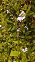 Brunnera