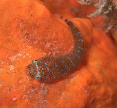 Cochleoceps orientalis