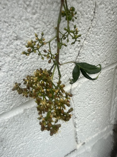 Virginia creeper