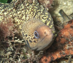 Gymnothorax cribroris