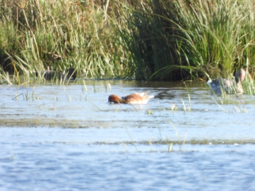 Eurasian Wigeon