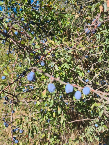 Blackthorn