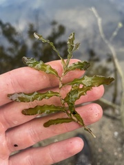 Potamogeton crispus, photograph (c) Henry Miller, some rights reserved (CC BY)