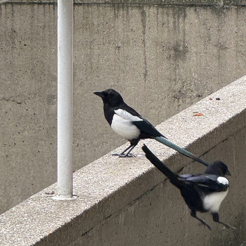 Eurasian Magpie