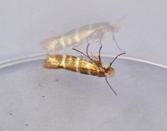 Argyresthia trifasciata