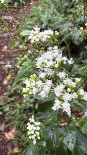white snakeroot