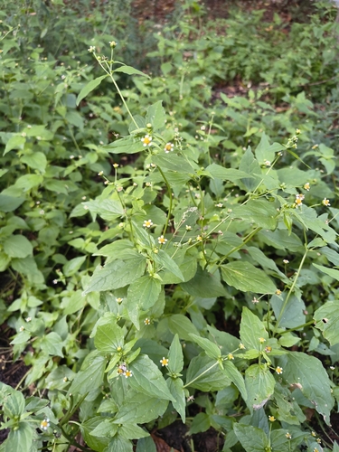 Galinsoga parviflora, photograph 4