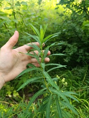 Euphorbia semivillosa