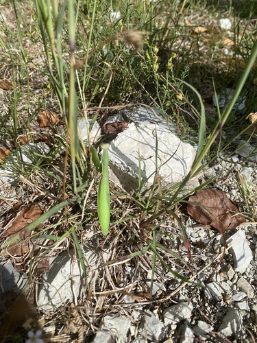 European Mantis