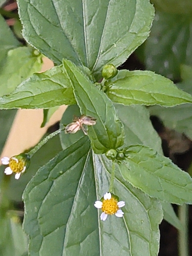 Galinsoga parviflora, photograph 5