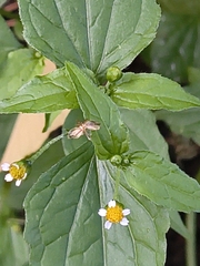 (c) Piotr Panek, some rights reserved (CC BY) Galinsoga parviflora, photograph (c) Piotr Panek, some rights reserved (CC BY)