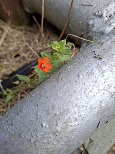 scarlet pimpernel