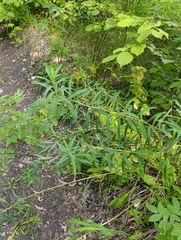 Euphorbia semivillosa, photograph (c) Мирослав Соболев, some rights reserved (CC BY)