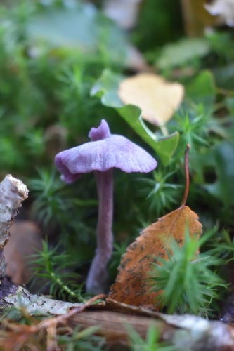 Amethyst Deceiver