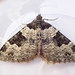 Xanthorhoe fluctuata - Photo (c) A Emmerson,  זכויות יוצרים חלקיות (CC BY-NC), uploaded by A Emmerson