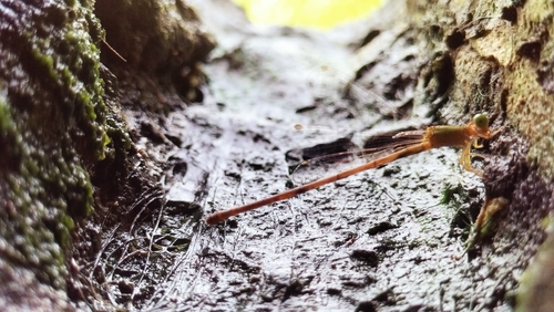 Orange-tailed Sprite