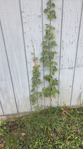 Virginia creeper