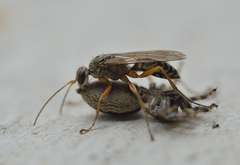 Machaerothrix salticidus