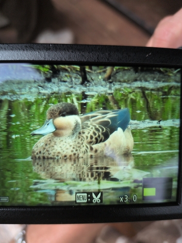 Blue-billed Teal