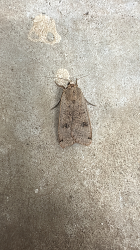 Large Yellow Underwing