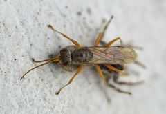 Machaerothrix salticidus