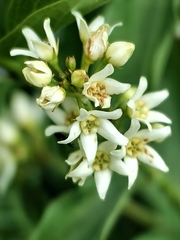 Vincetoxicum hirundinaria, photograph (c) Pavlo Kretov, some rights reserved (CC BY)