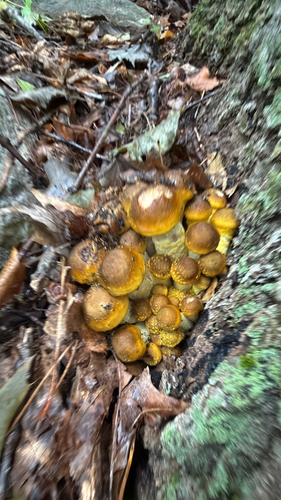 Honey Mushroom