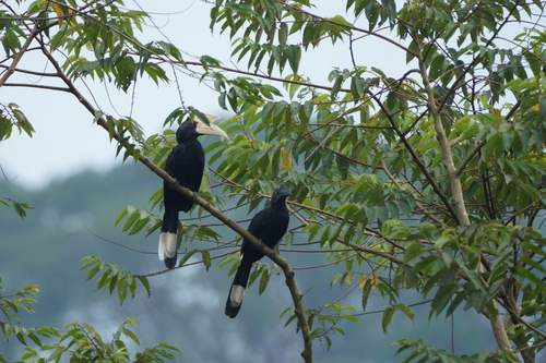 Black Hornbill