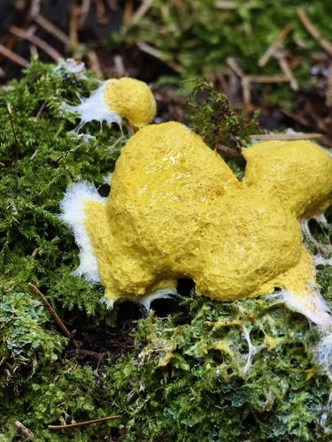 Dog Vomit Slime Mold