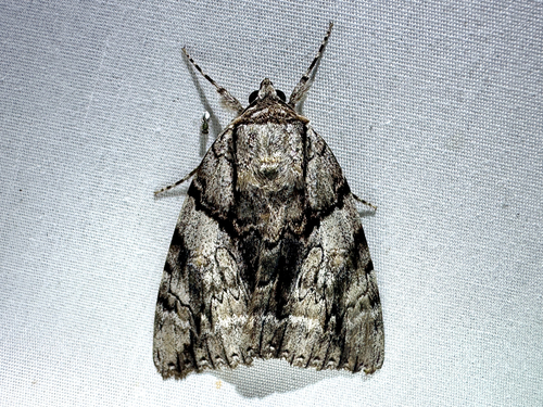 Widow Underwing