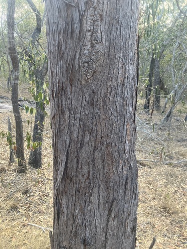 Eucalyptus exserta observed 2026-09-22
