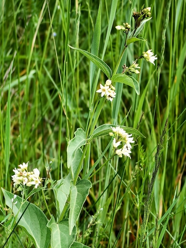 Vincetoxicum hirundinaria, photograph 5