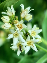 Vincetoxicum hirundinaria, photograph (c) Pavlo Kretov, some rights reserved (CC BY)