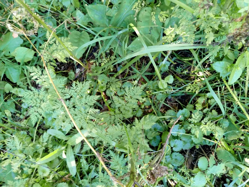 Anthriscus sylvestris; photograph author not stated, no rights reserved