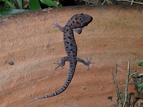 Siamese Leaf-toed Gecko