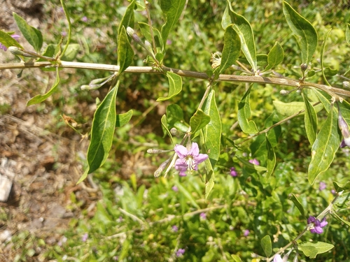 matrimony vine
