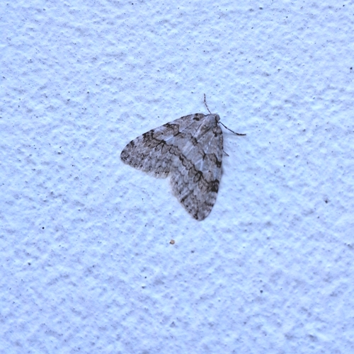Autumnal Moth