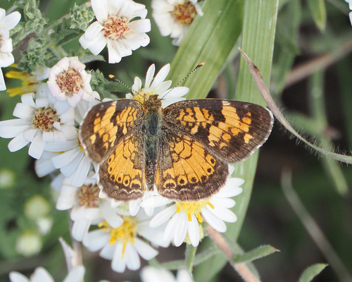 Great Plains Crescent