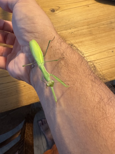 European Mantis