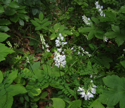 Vicia sylvatica, photograph 6