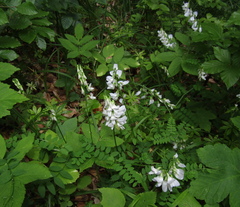 Vicia sylvatica, photograph (c) Oleksandr Shynder, some rights reserved (CC BY)