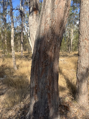 Eucalyptus crebra observed 2026-09-22