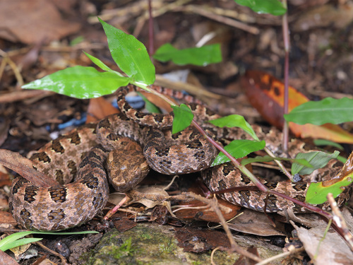 Brown spotted pitviper