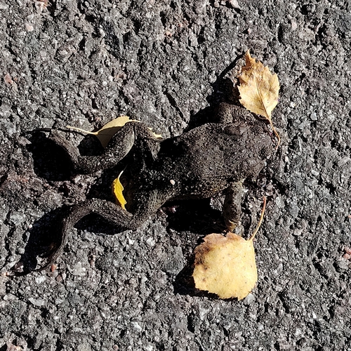 European Toad