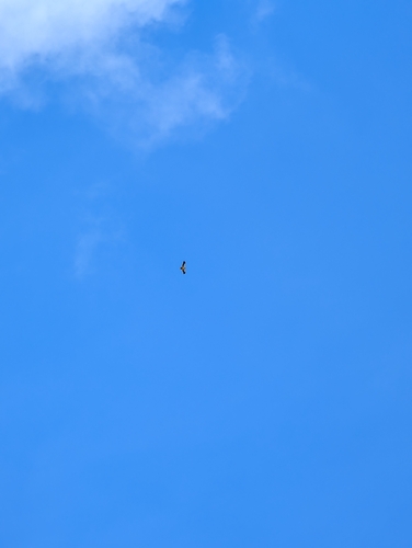 Booted Eagle