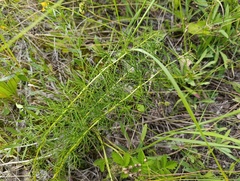 Adonis vernalis, photograph (c) Мирослав Соболев, some rights reserved (CC BY)